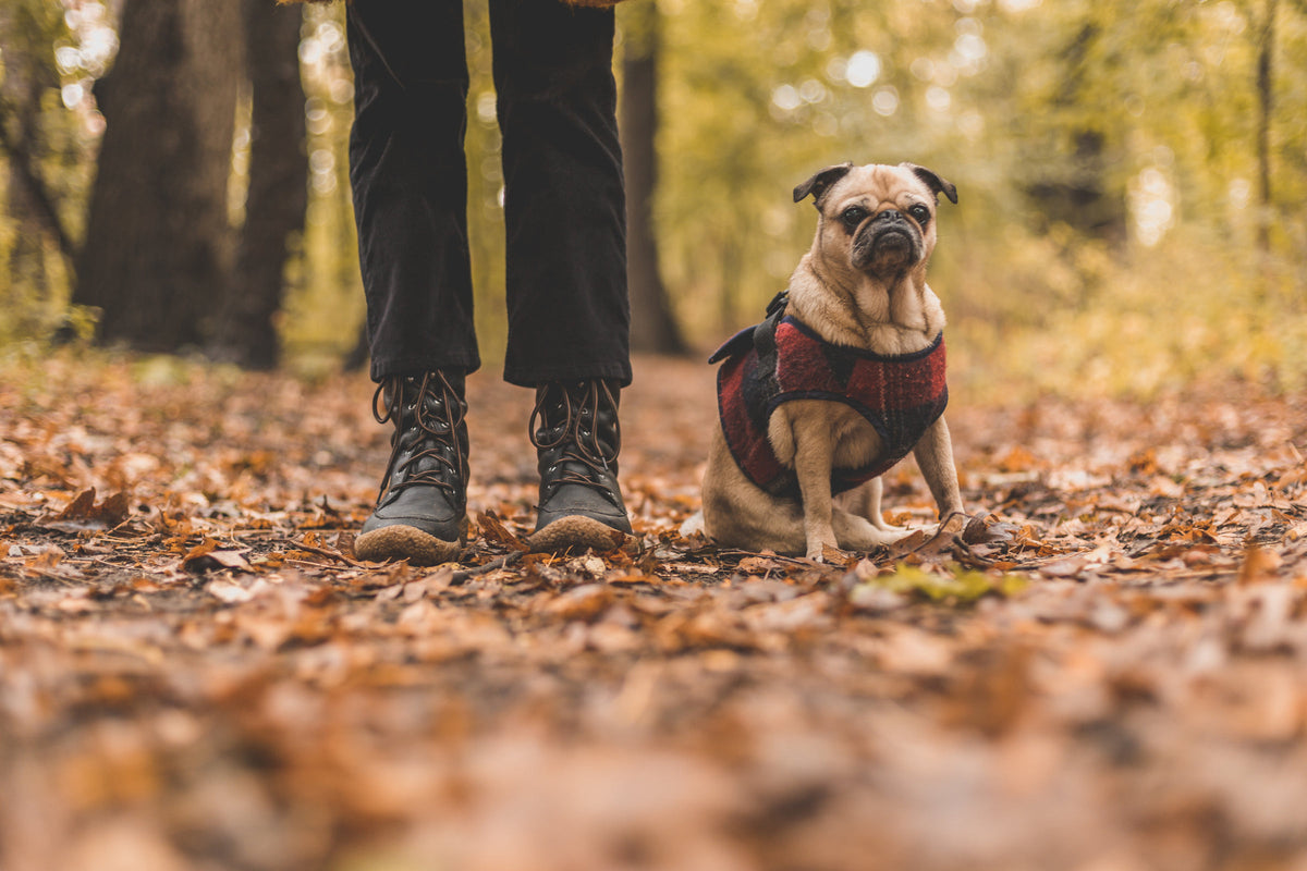 A pug in a plaid walking harness sits beside its owner on a leaf-covered woodland path